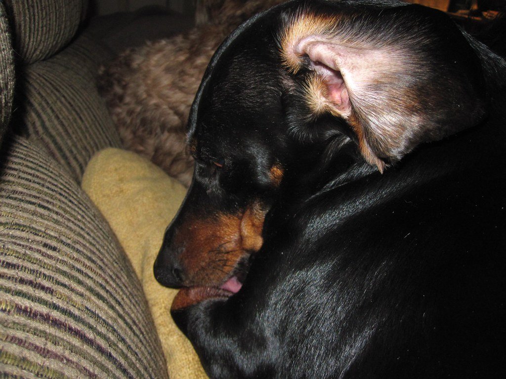 When Licking Becomes a Dangerous Habit (image credits: flickr)