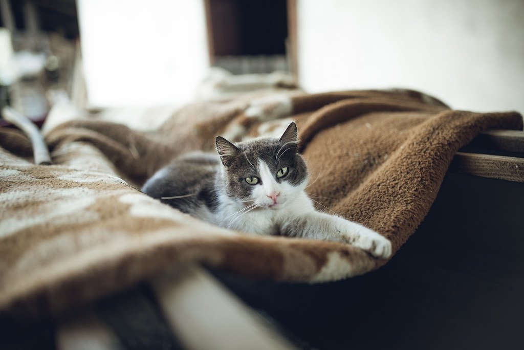 Slower Pace, Deeper Bond (image credits: flickr)