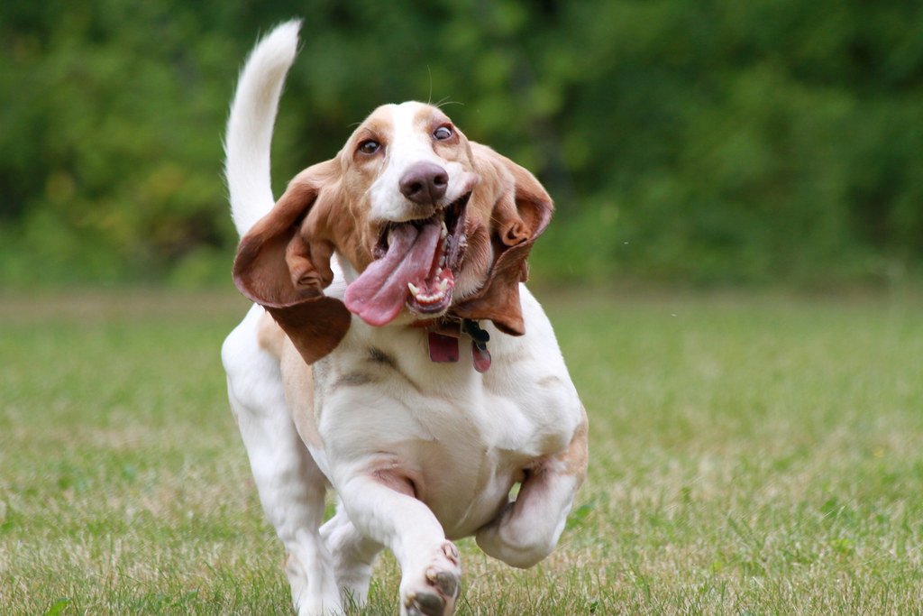You Know What Every Tail Wag Means (image credits: flickr)