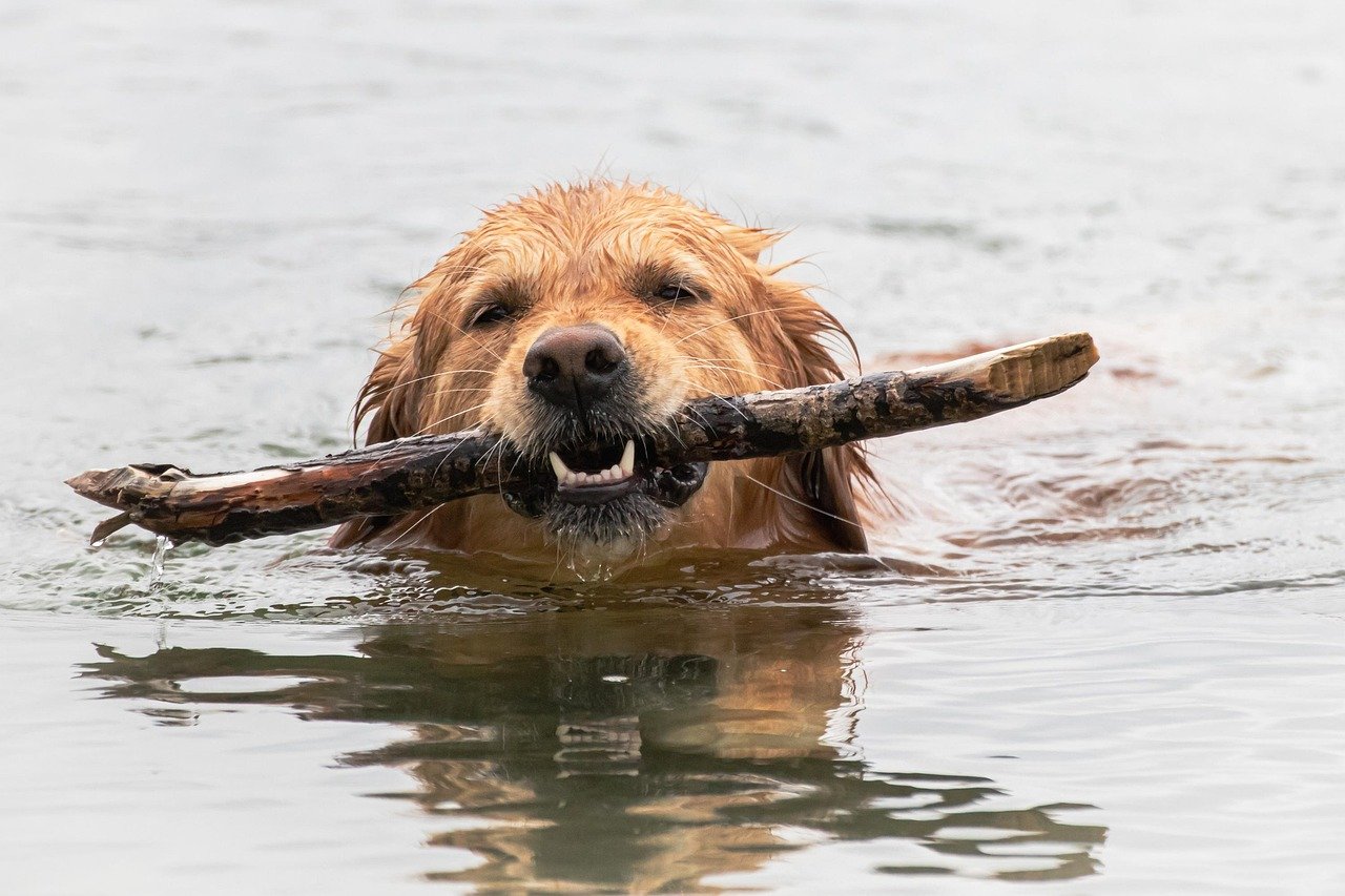 Masters of Fetch and Retrieval (image credits: pixabay)