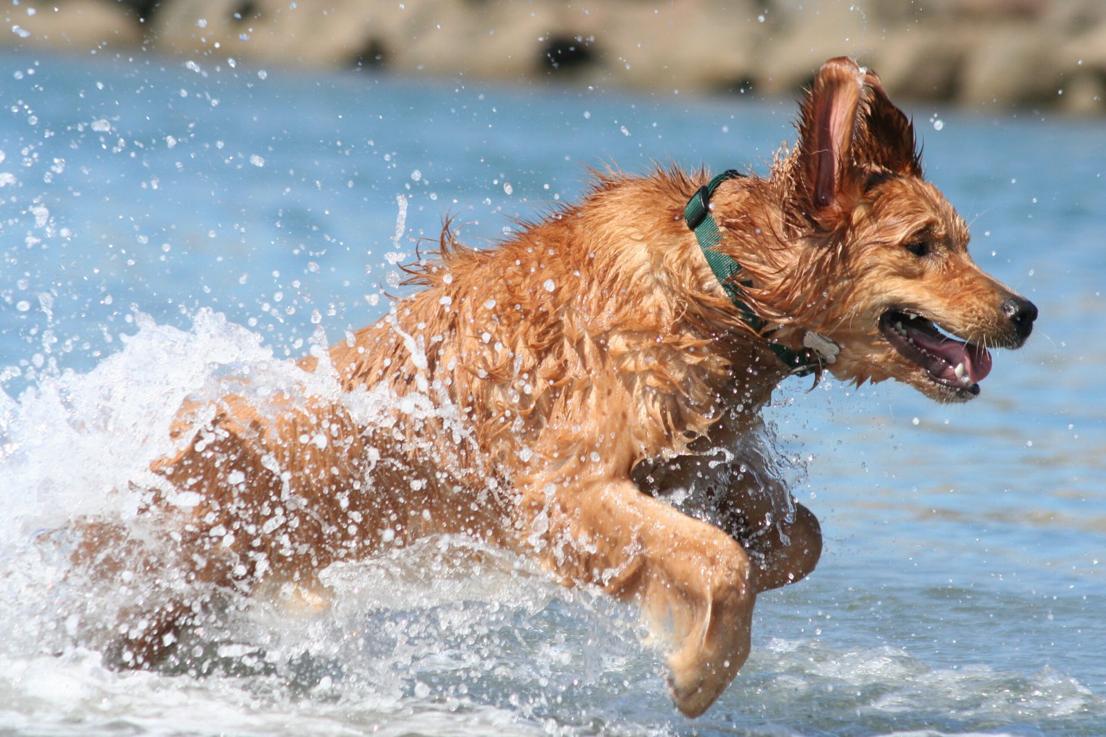 They Teach Us to Savor Life’s Simple Joys (image credits: wikimedia)