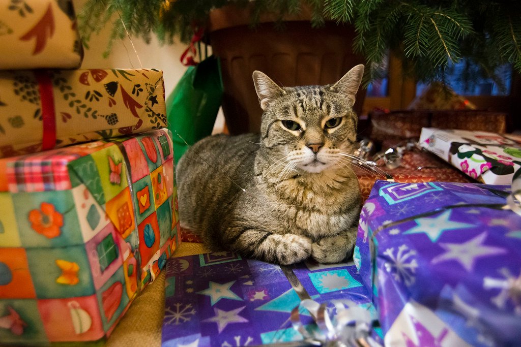 Bringing You “Gifts” (Even If They're Weird) (image credits: flickr)