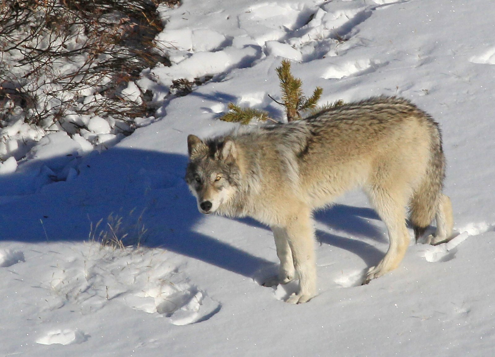 Yellowstone National Park, Wyoming, Montana, Idaho (image credits: wikimedia)