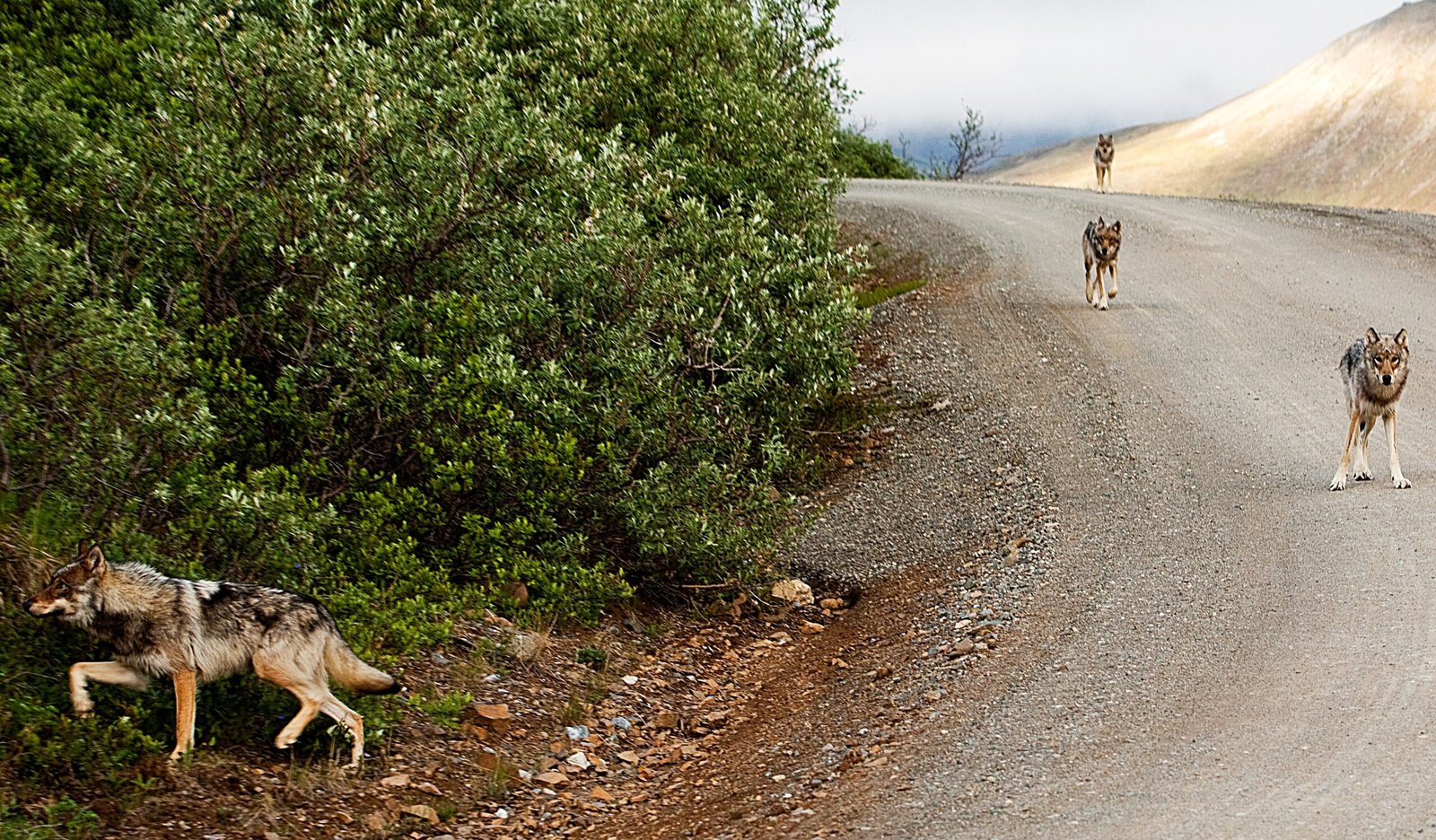 Denali National Park, Alaska (image credits: wikimedia)