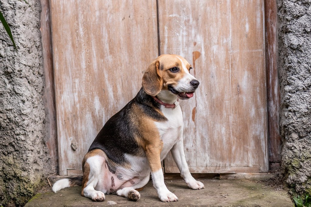 Beagle: The Merry, Long-Lived Hound (image credits: flickr)