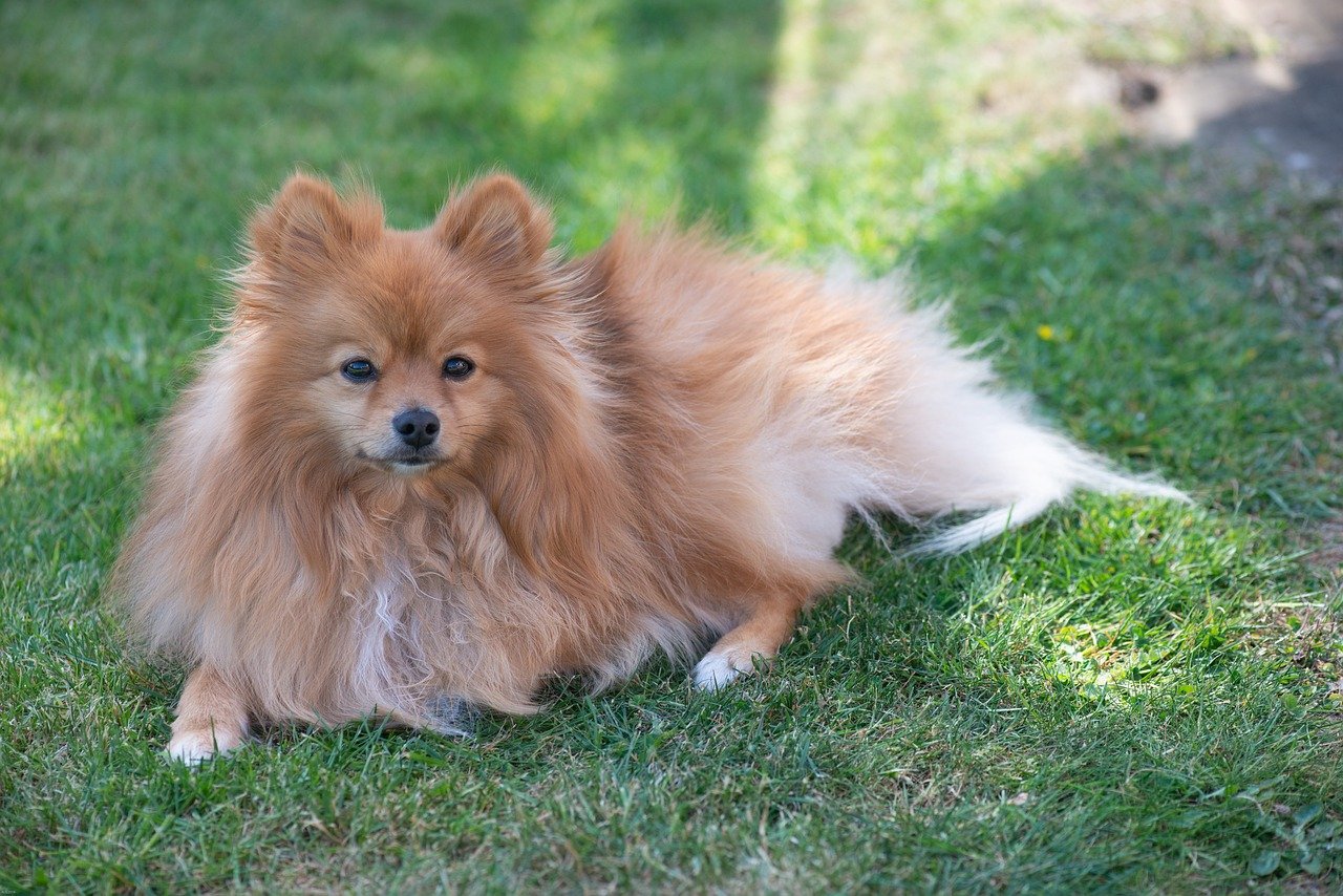 Pomeranian: The Fluffy Ball of Endurance (image credits: pixabay)