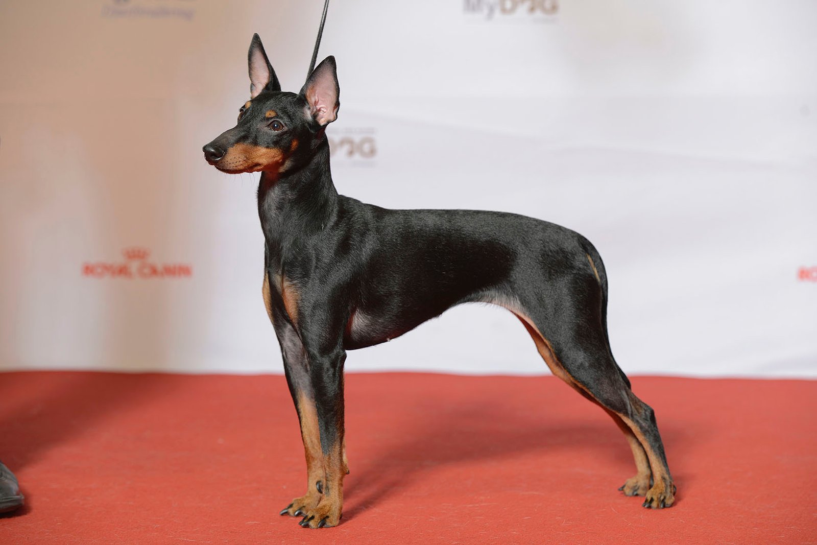 Toy Manchester Terrier: The Sleek and Spry Senior (image credits: wikimedia)