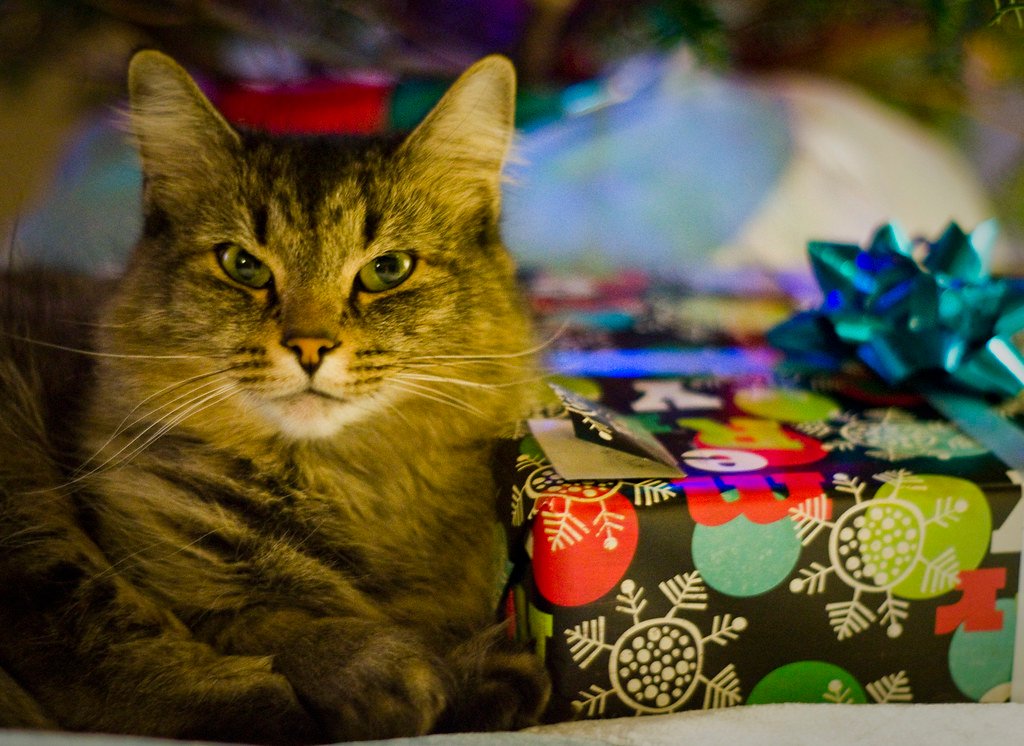 Bringing You “Gifts” (image credits: flickr)