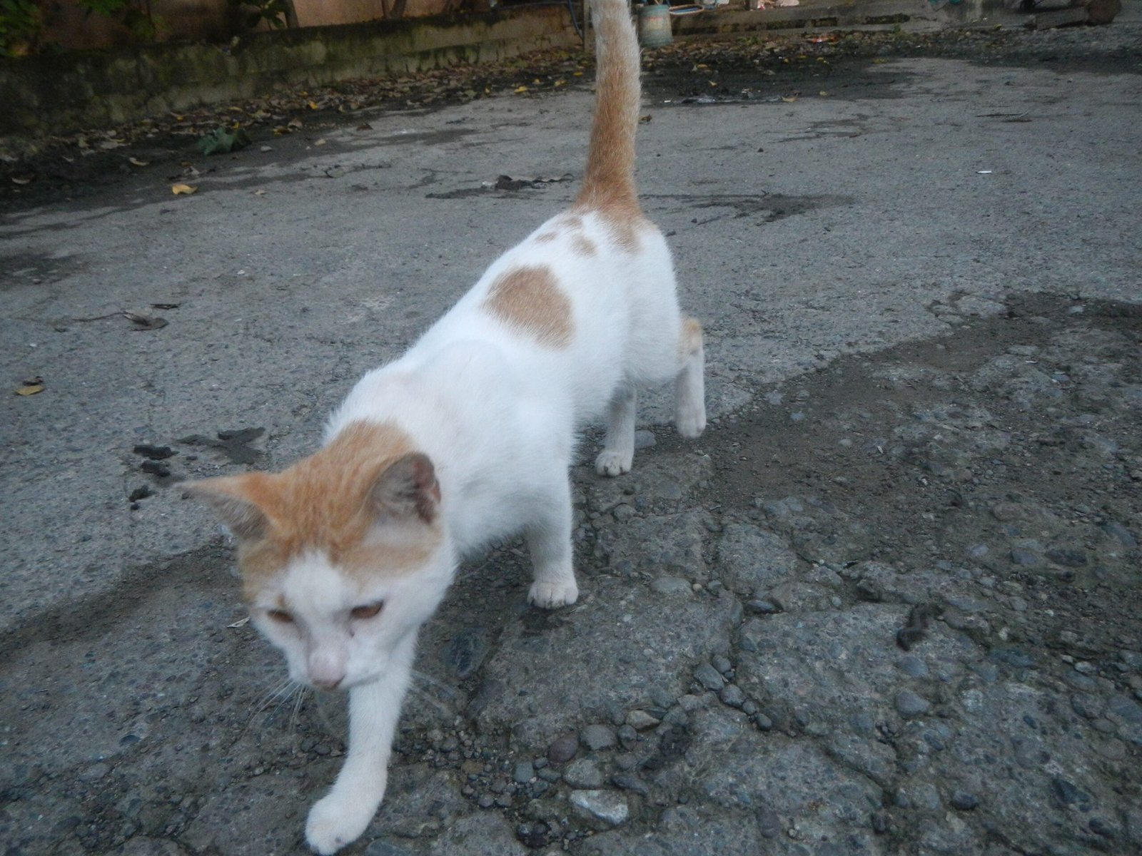 Following You Everywhere (image credits: wikimedia)