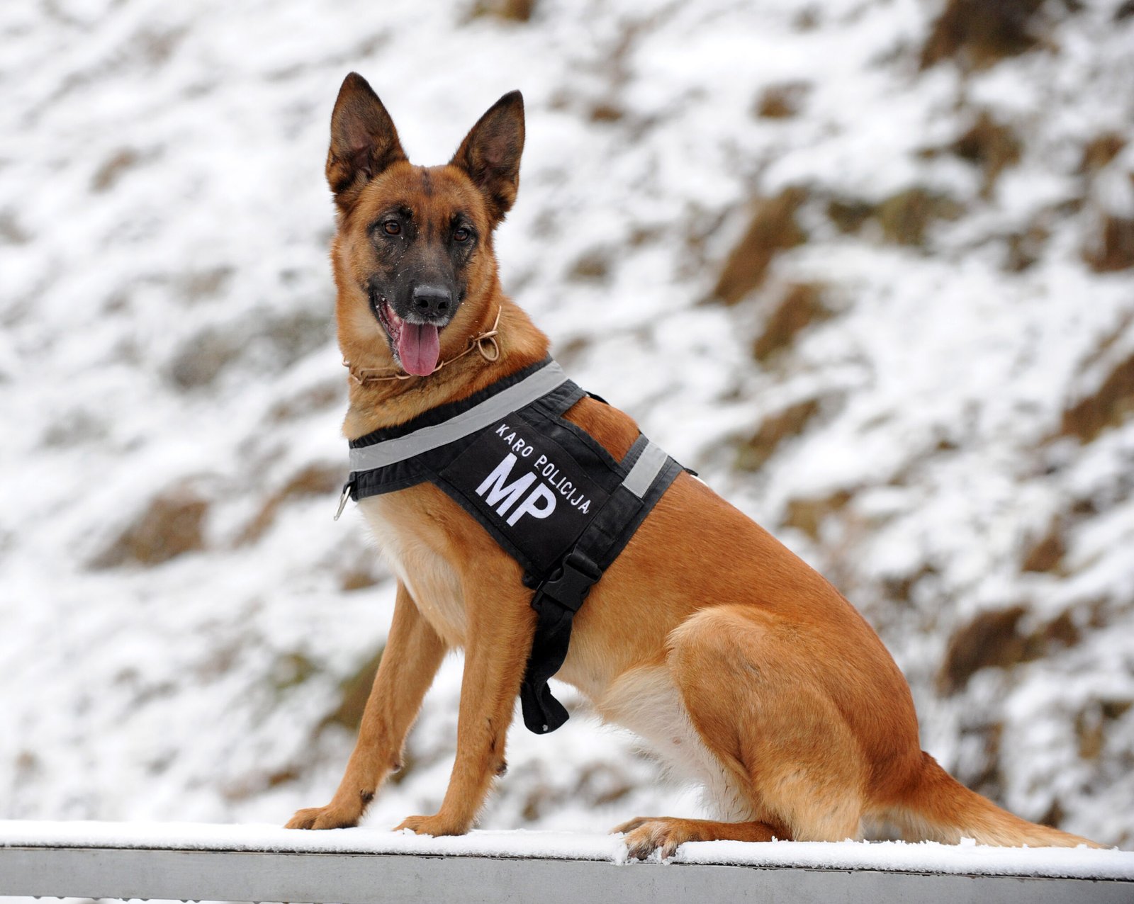 German Shepherd: The Versatile Problem Solver (image credits: wikimedia)