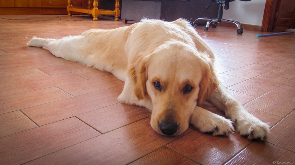 Golden Retriever: The Friendly Genius (image credits: flickr)