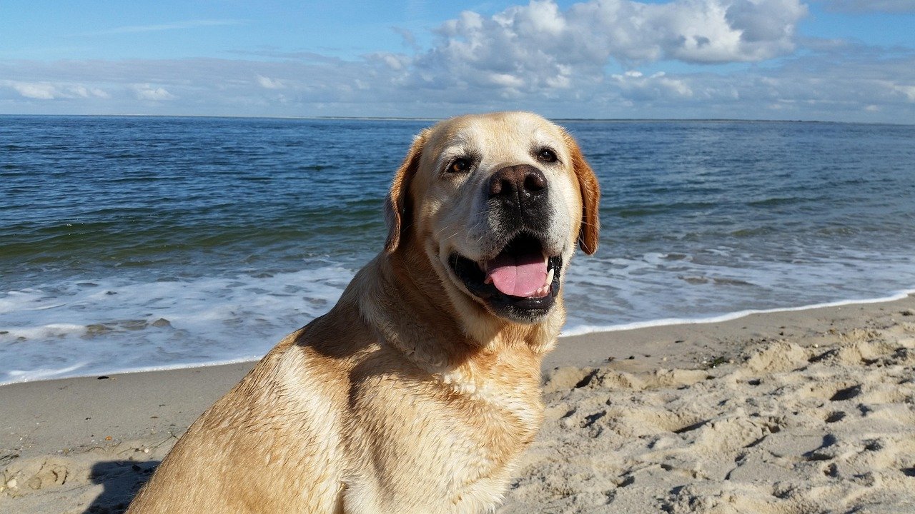 Labrador Retriever: The Clever Companion (image credits: pixabay)