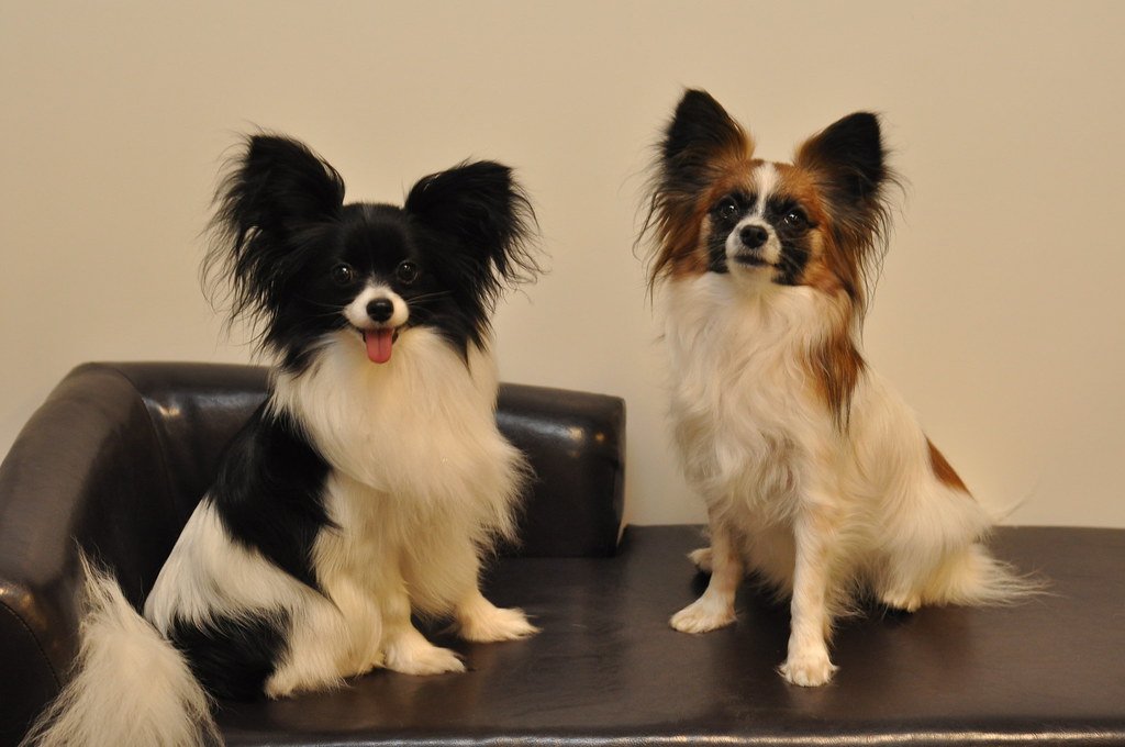 Papillon: The Tiny Thinker (image credits: flickr)