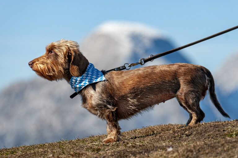 5 Reasons Why You Should Never Let Your Dog Greet Others On a Leash