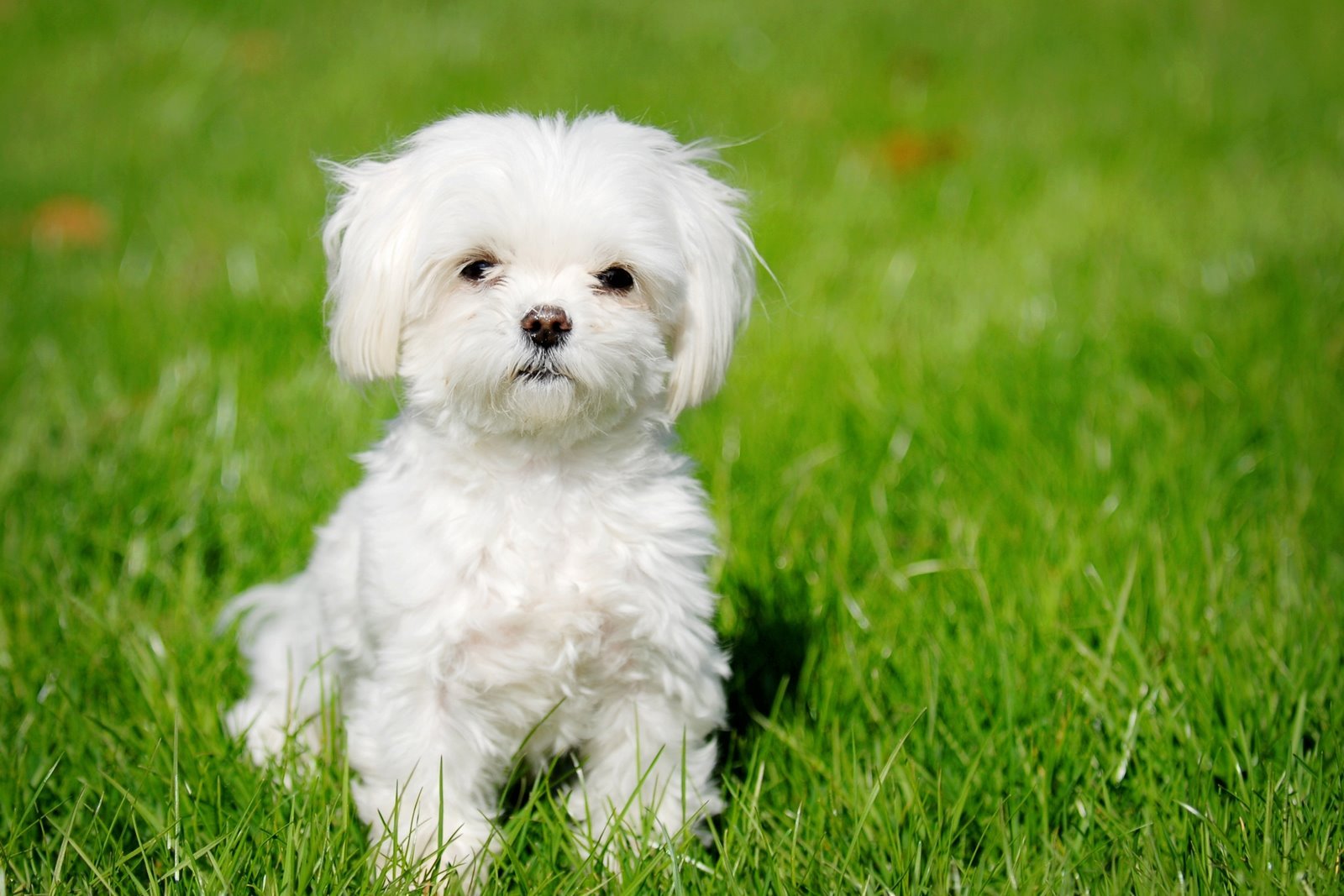 Maltese: Gentle Souls with a Playful Heart (image credits: wikimedia)