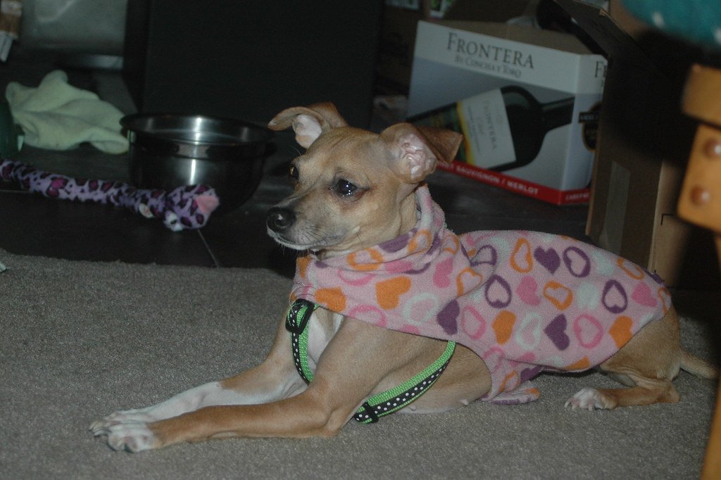 Italian Greyhound: Tiny Elegance with a Playful Twist (image credits: flickr)