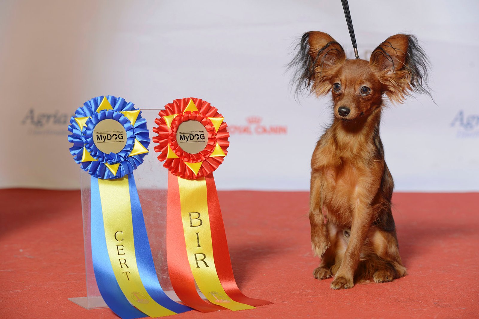 Russian Toy: Petite Powerhouses Full of Love (image credits: wikimedia)