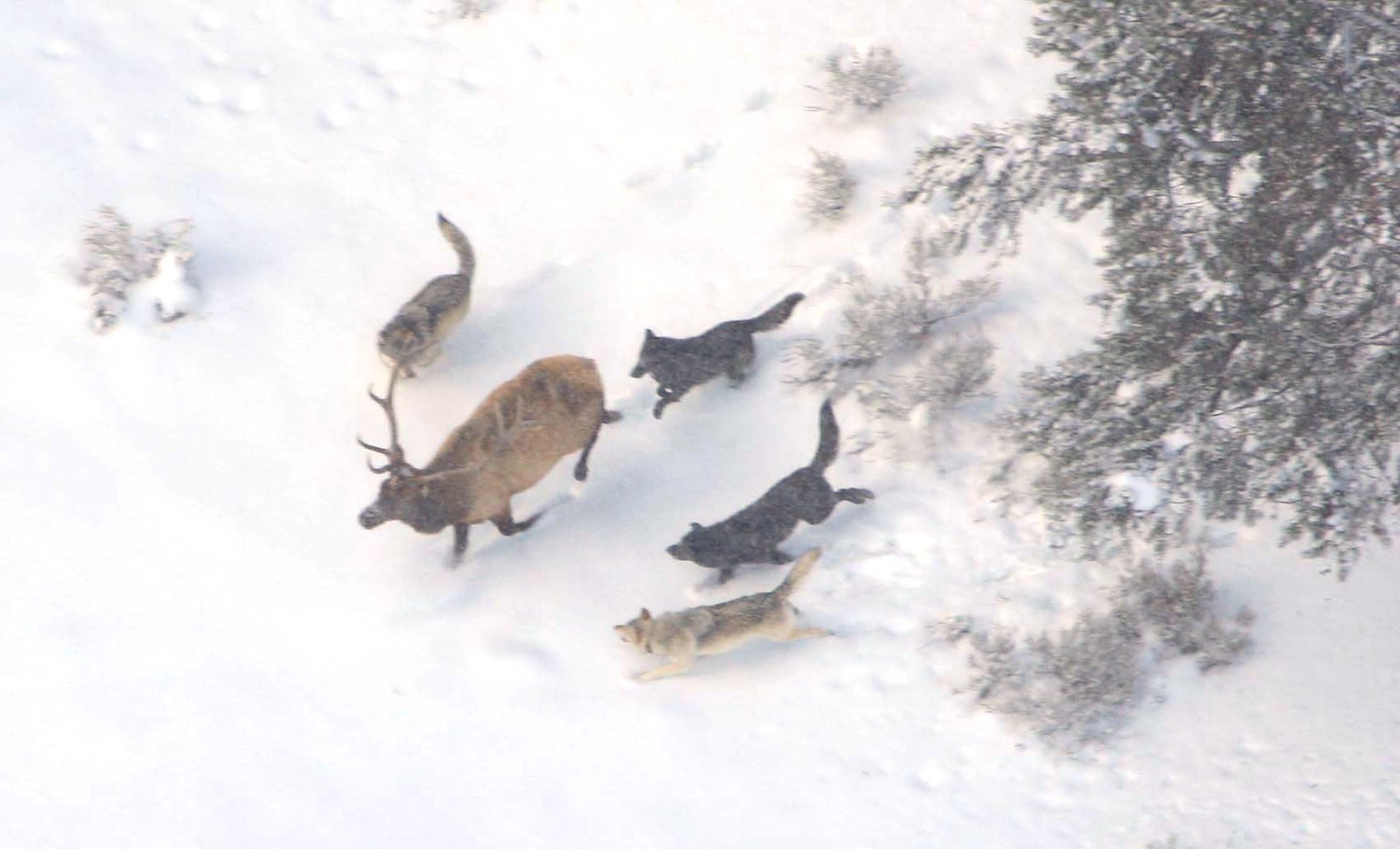 The Ripple Effect of Predator Reintroduction (image credits: wikimedia)