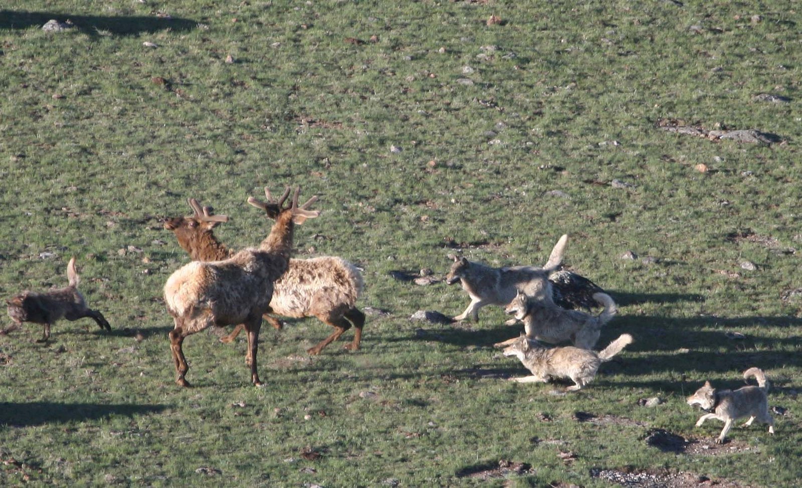 The Power of Natural Regulation (image credits: wikimedia)