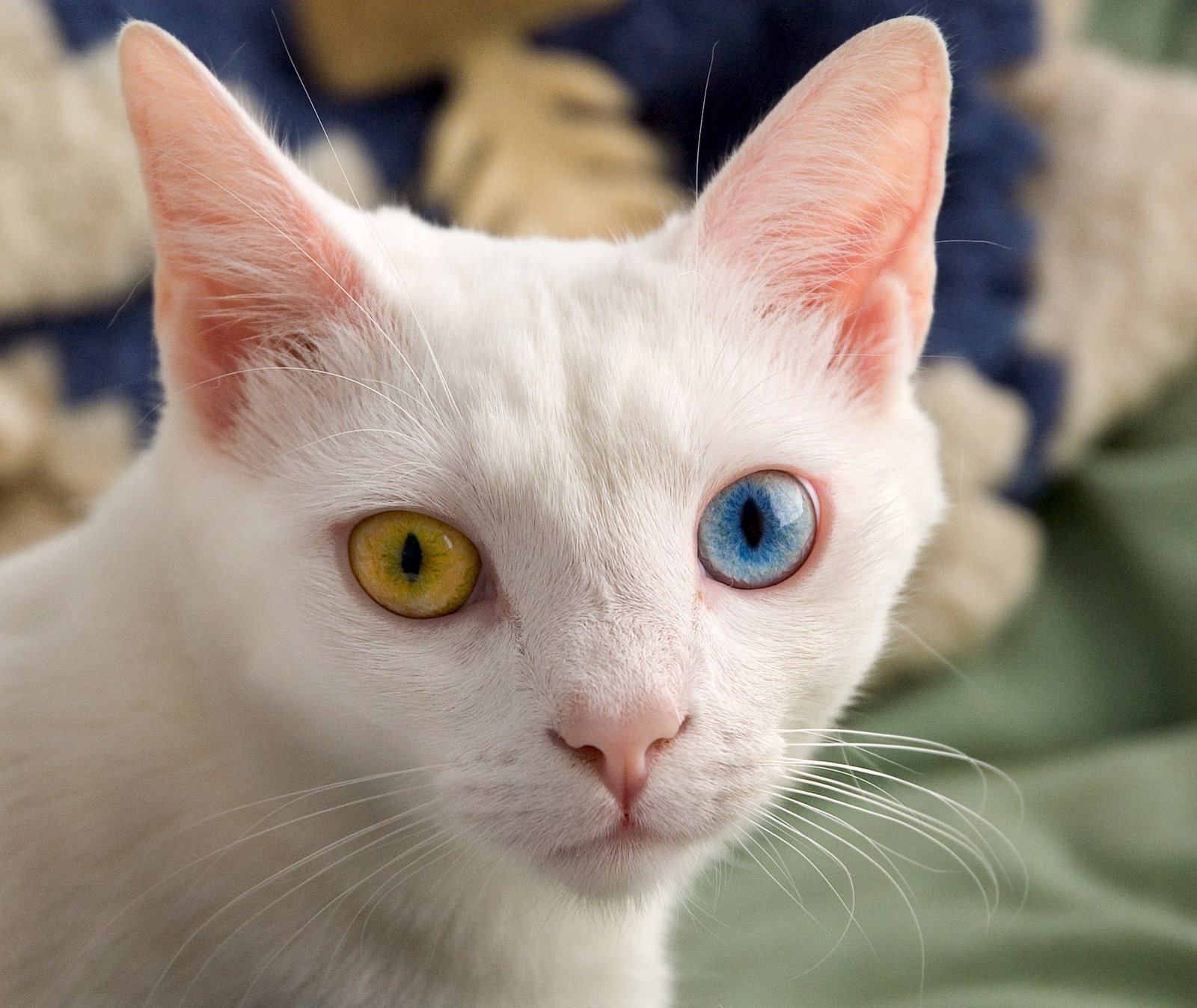 They Make Eye Contact and Slow Blink (image credits: wikimedia)