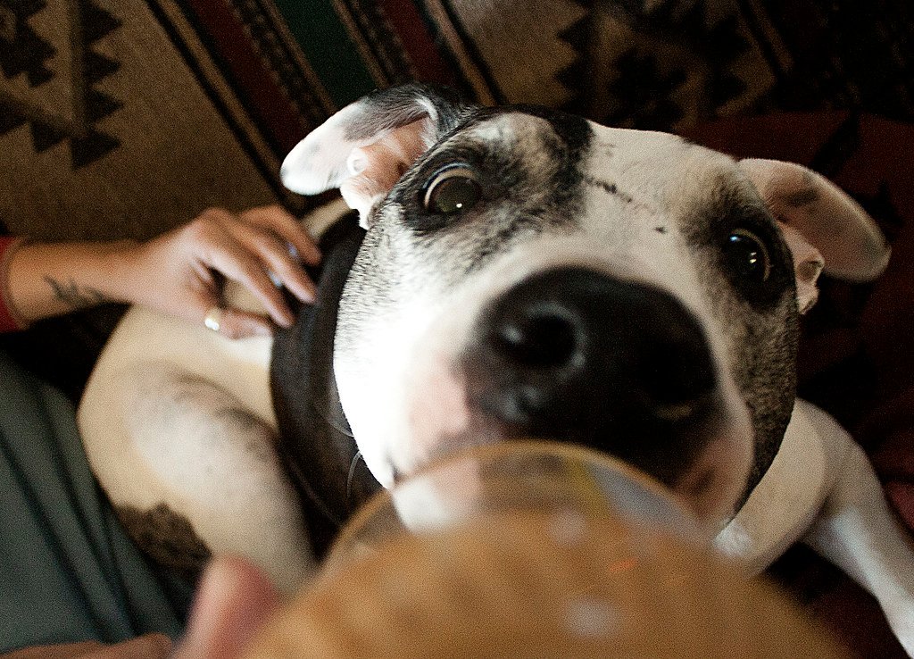 Peanut Butter: A Tasty Treat (With a Warning) (image credits: flickr)