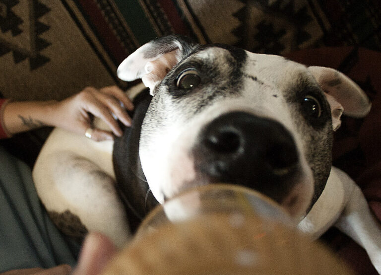 Canine Cuisine: 10 Foods Your Dog Can Eat—and 5 That Could Harm Them