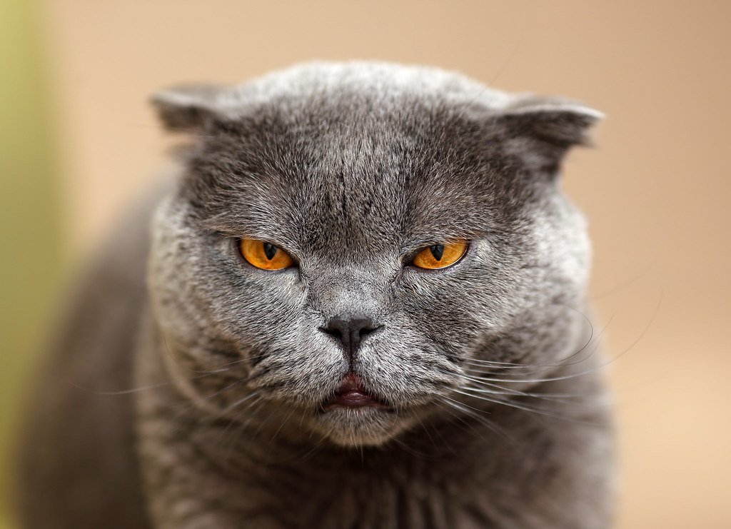 Scottish Fold: The Sensitive Soul (image credits: flickr)
