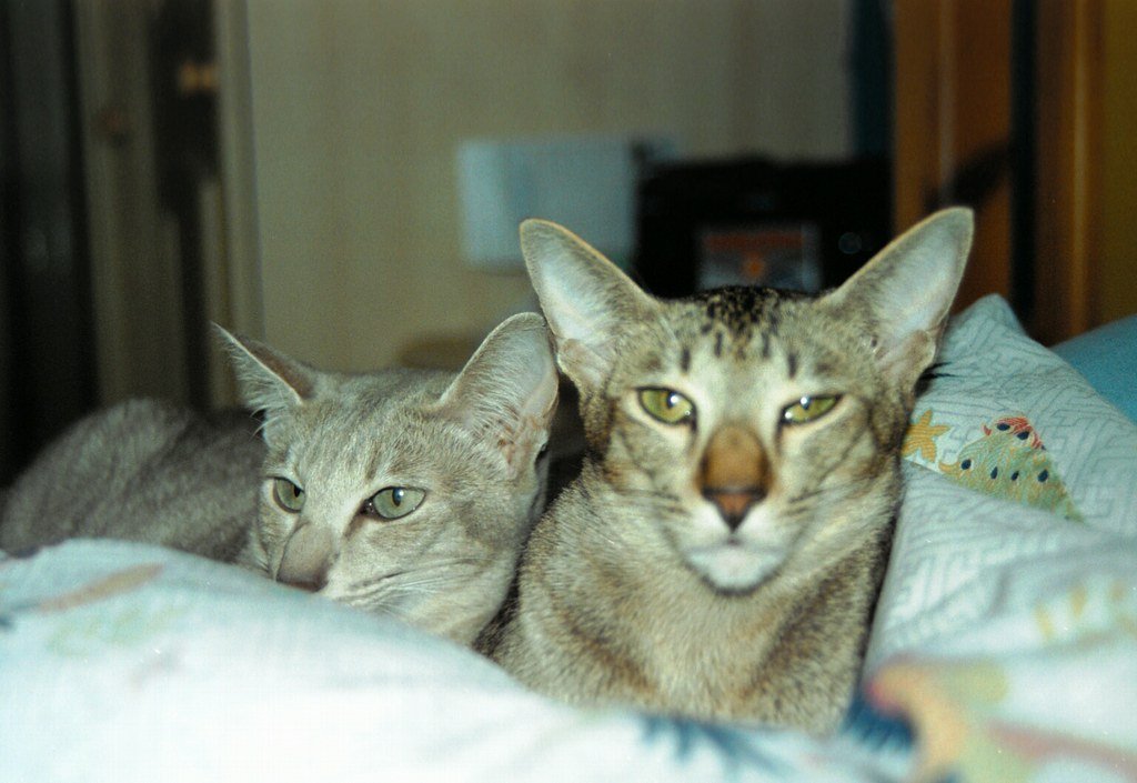 Oriental Shorthair: The Attention Seeker (image credits: flickr)