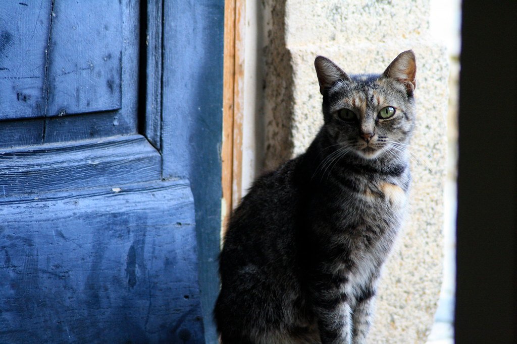 Egyptian Mau: The Skittish Sprinter (image credits: flickr)
