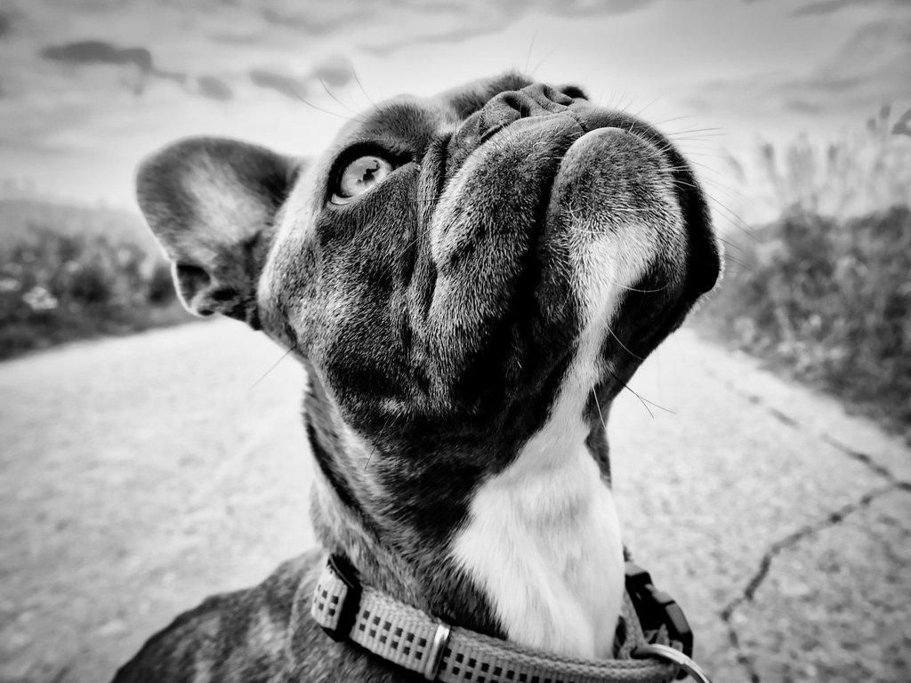 8. Great With Children And Other Pets (image credits: flickr)