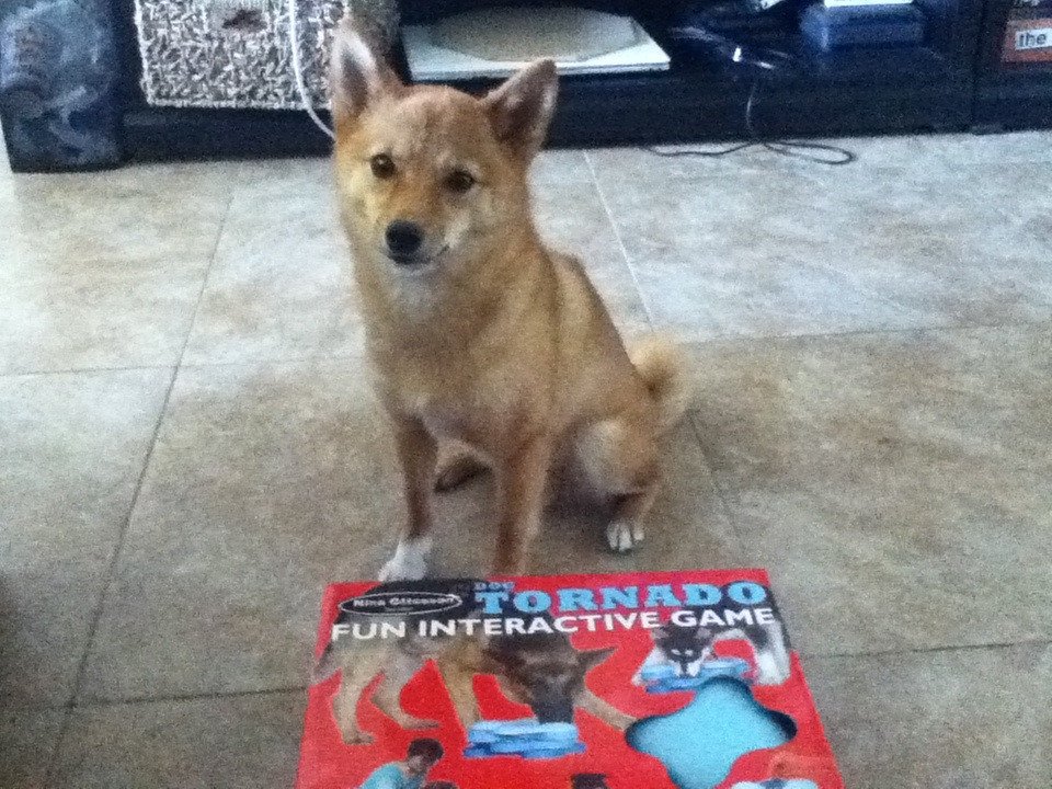 Provide Interactive Toys and Puzzles (image credits: flickr)
