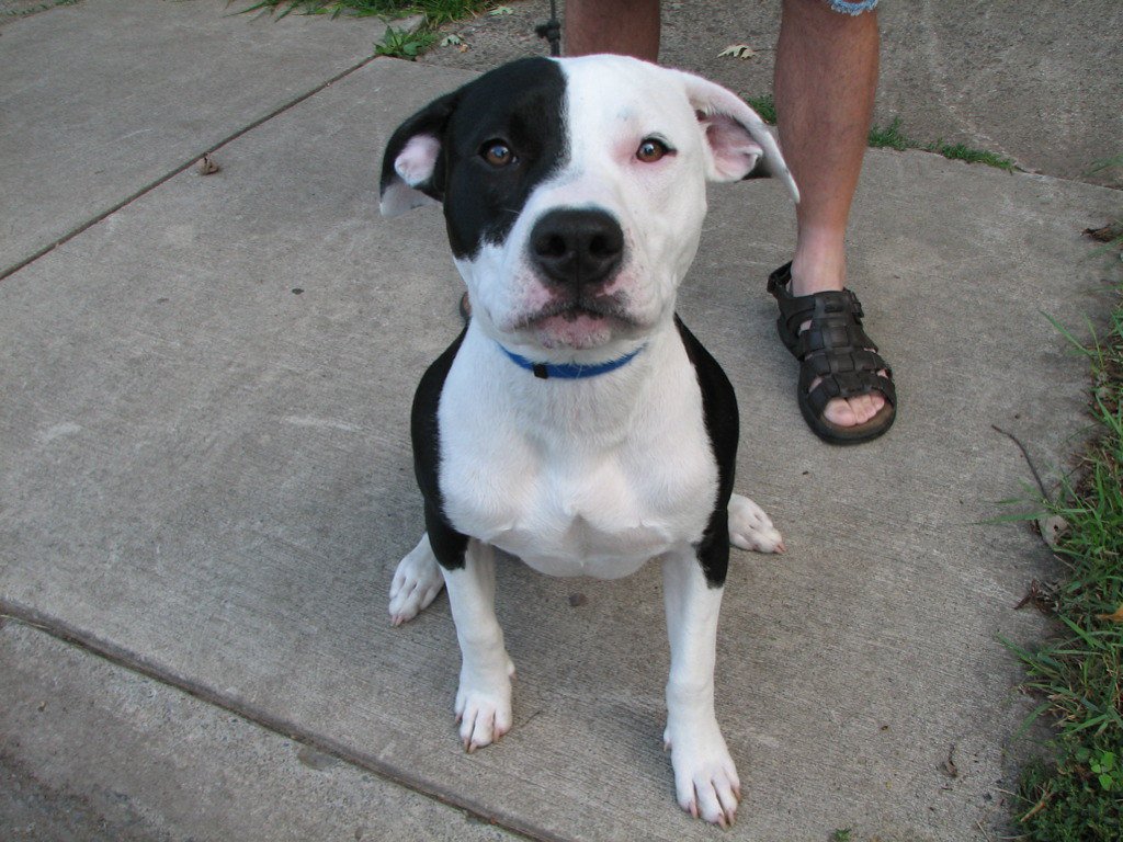 Breaking Down the Barriers: Pit Bulls and Social Life (image credits: flickr)