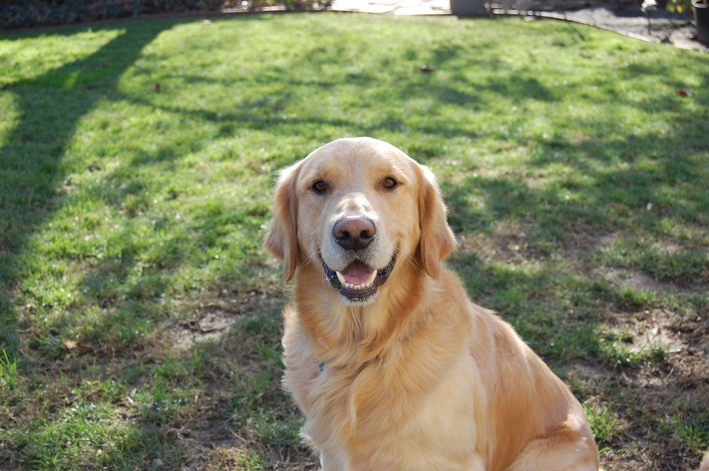 Golden Retriever (image credits: flickr)