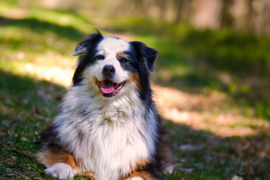 Australian Shepherd (image credits: flickr)