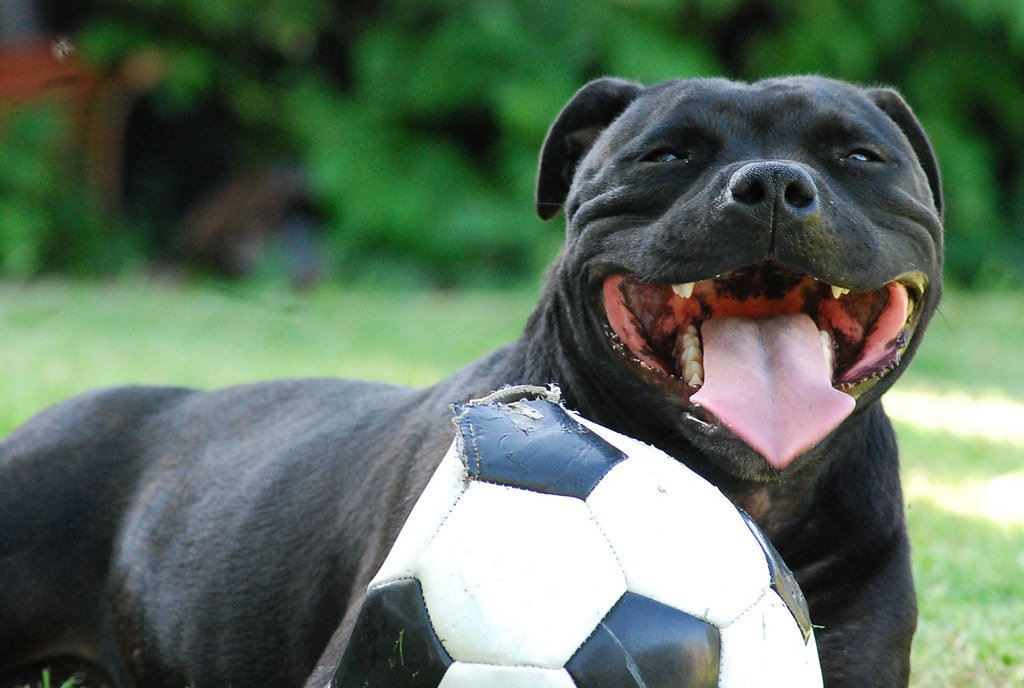 Staffordshire Bull Terrier (image credits: flickr)