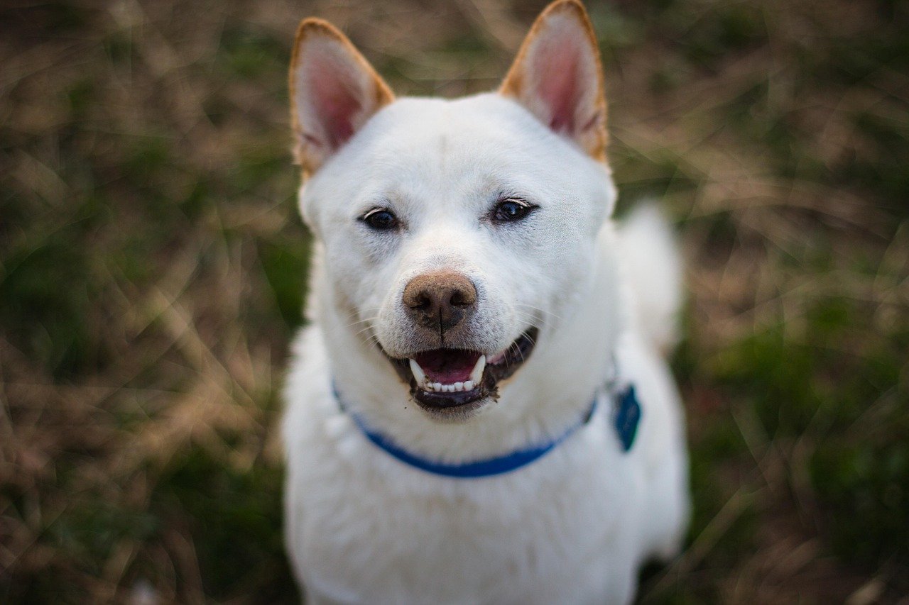 Shiba Inu: The Charming Escape Artist (image credits: pixabay)
