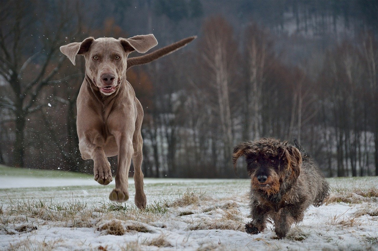 Weimaraner: The Velcro Dog Who Can’t Be Alone (image credits: pixabay)