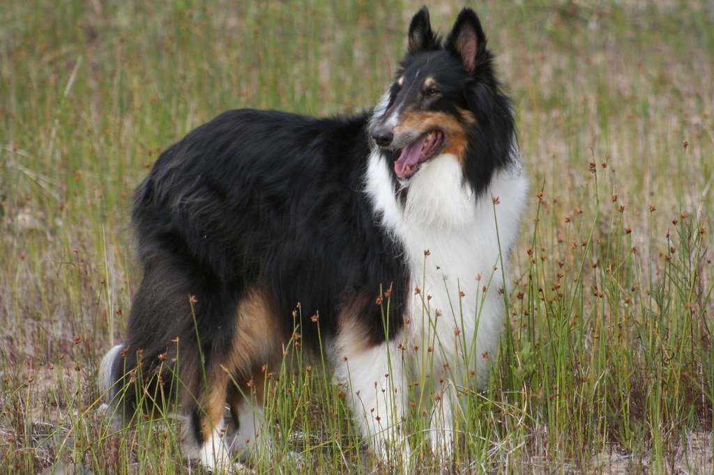 Spotting the Hidden Signs of a Devoted Dog Dad (image credits: flickr)