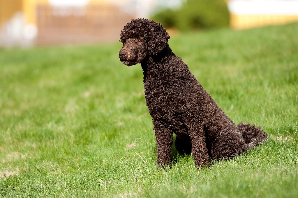 Natural Entertainers (image credits: flickr)