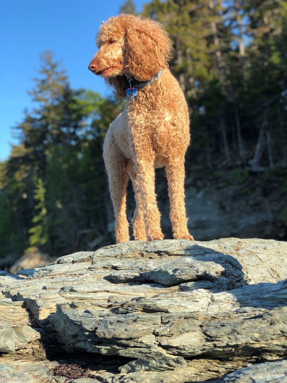 Allergy-Friendly and Low-Shedding (image credits: pixabay)