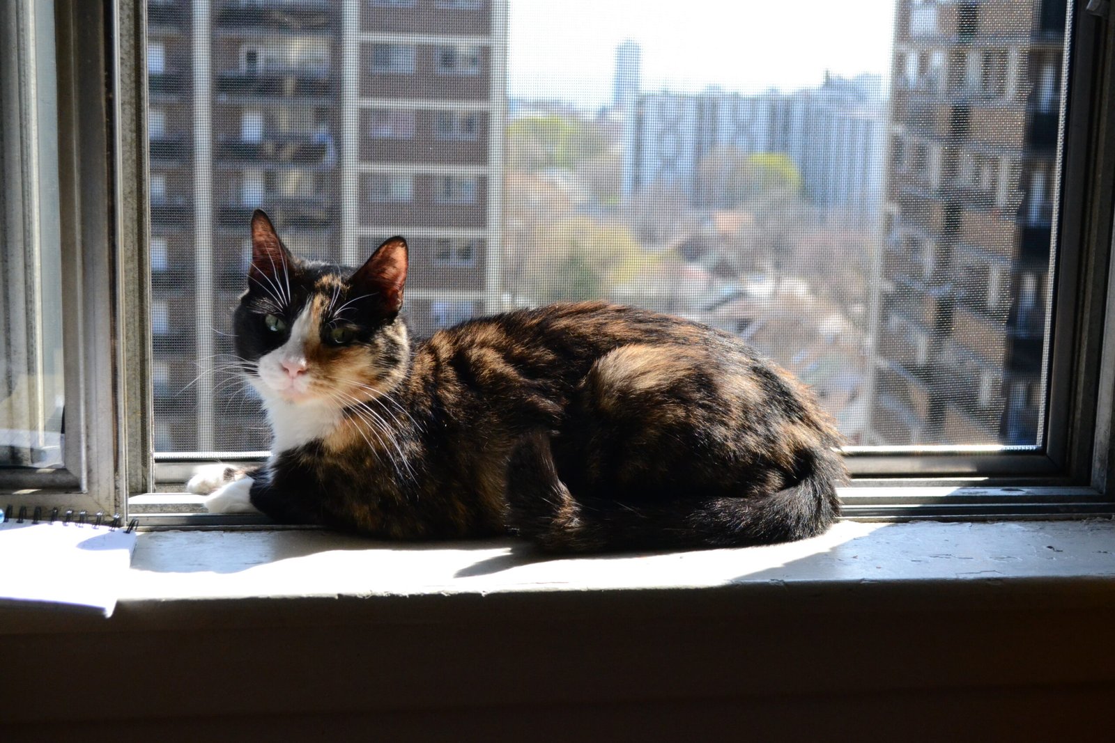 Adapting to the Sounds of the City (image credits: wikimedia)
