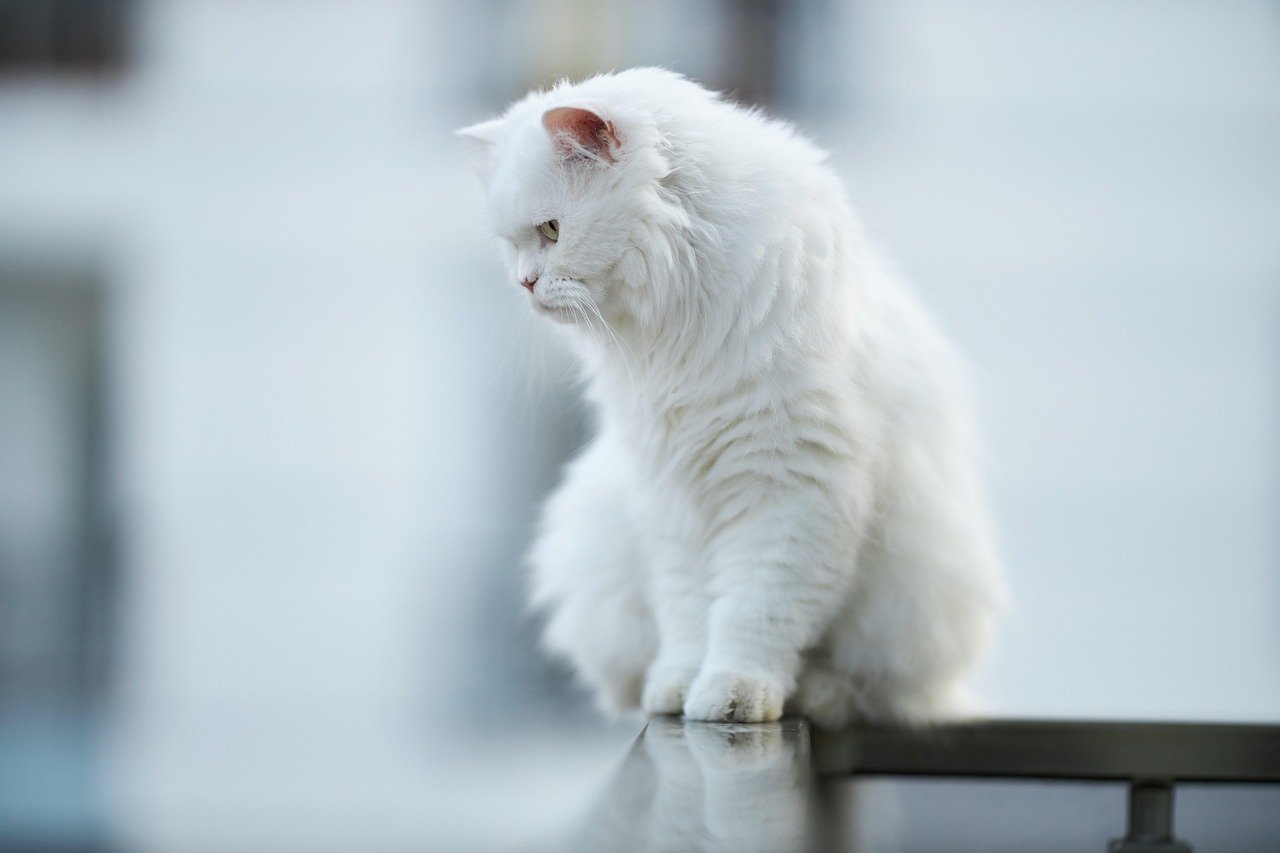Learning to Love the View from Above (image credits: pixabay)