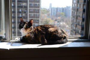 11 Ways Indoor Cats Adapt Beautifully To Urban Apartment Life In NYC