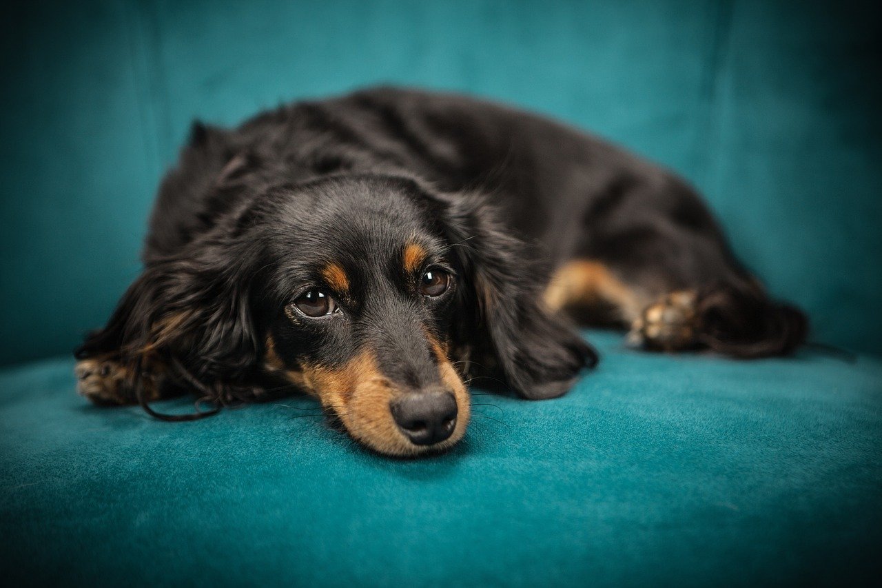 1. Offer a Safe and Calm Home Environment (image credits: pixabay)