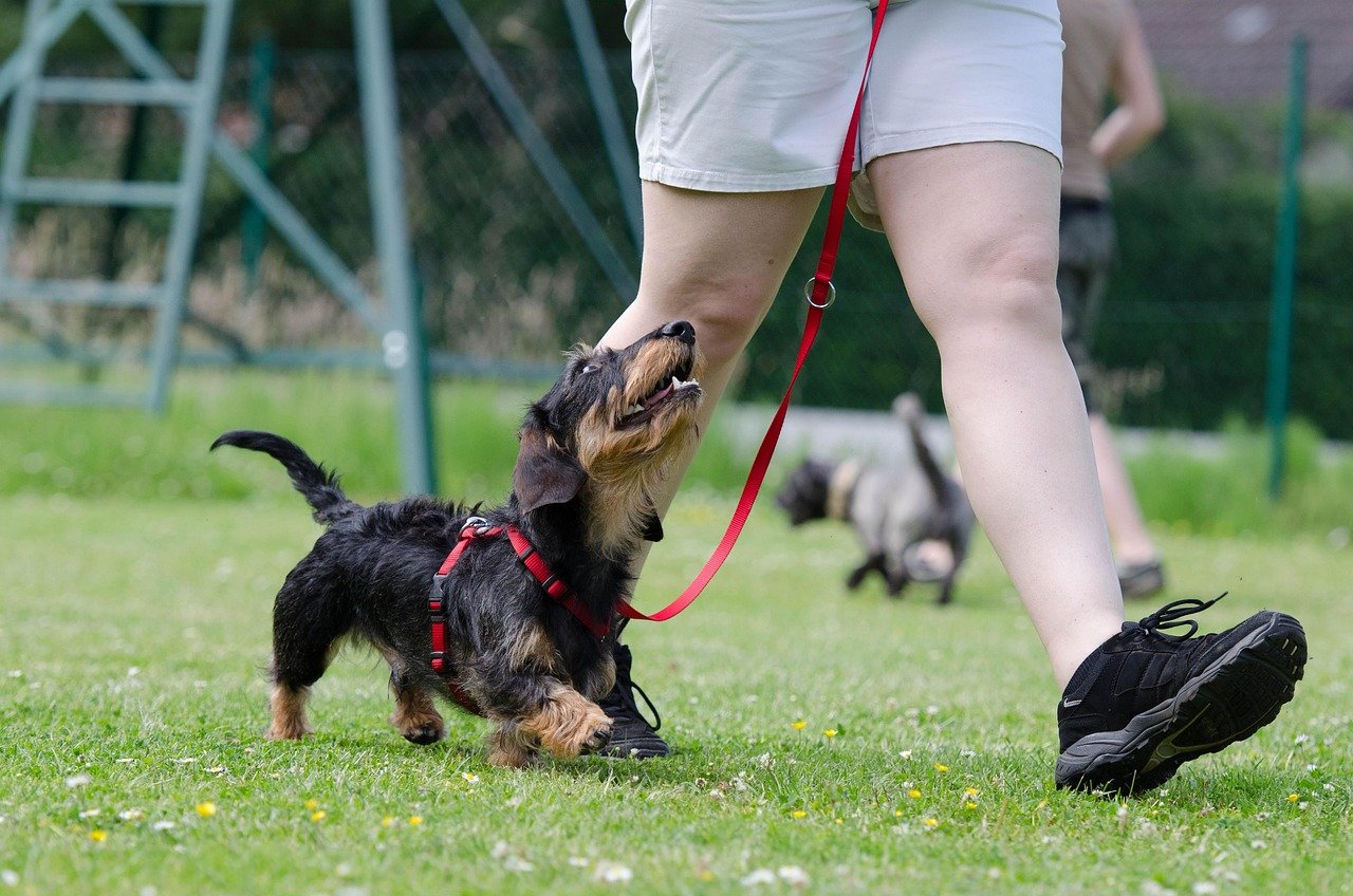 Try a New Training Trick Together (image credits: pixabay)
