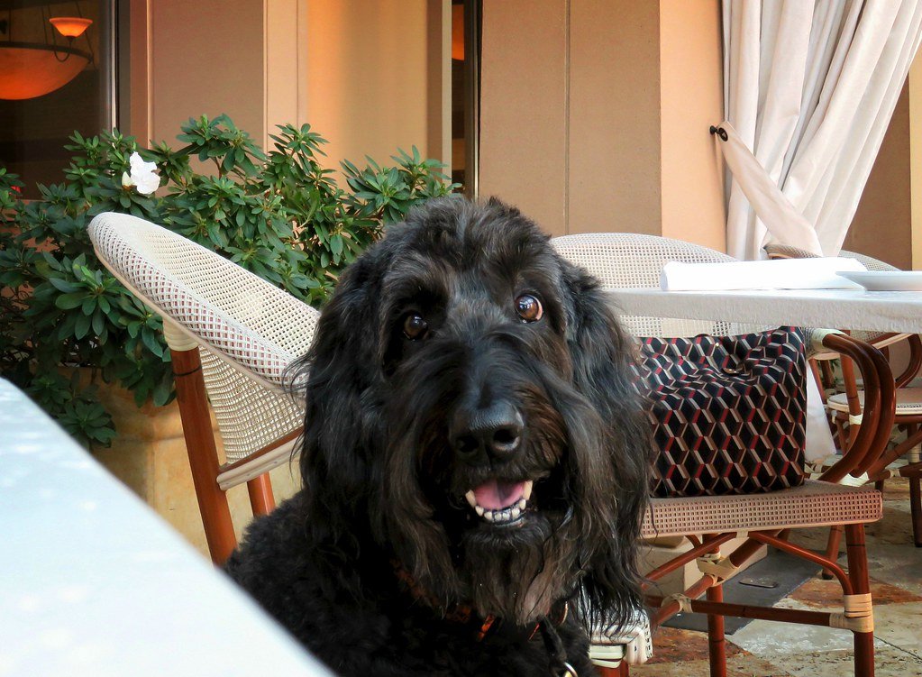 Go on a Doggy Shopping Spree (image credits: flickr)