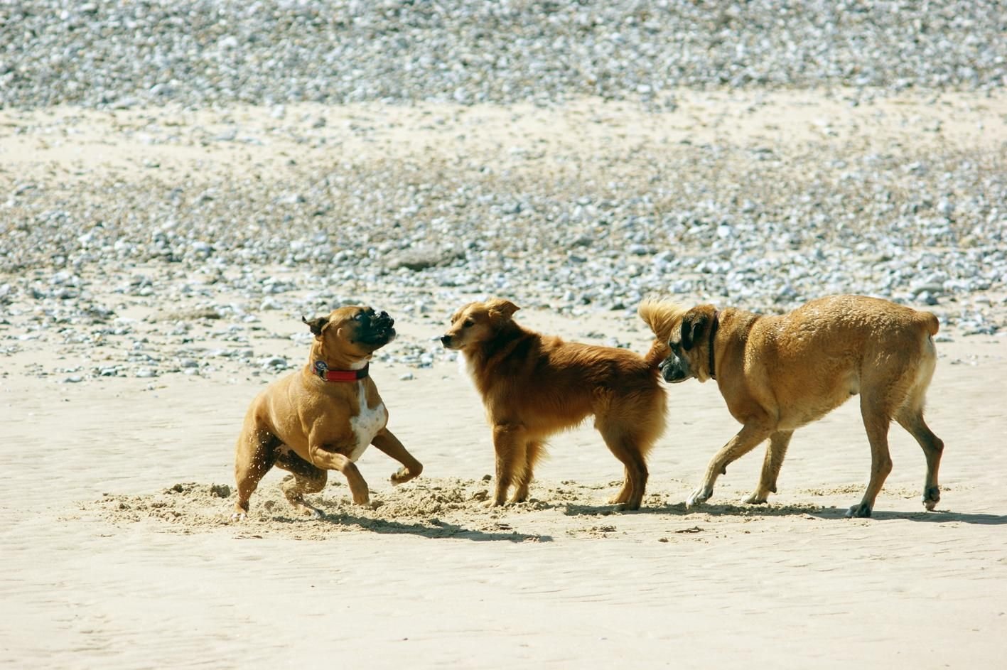 Arrange a Doggy Playdate (image credits: wikimedia)