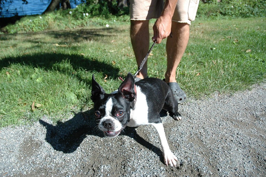 15 Reasons The Boston Terrier Might Be the Best Match for Simple, Happy Living