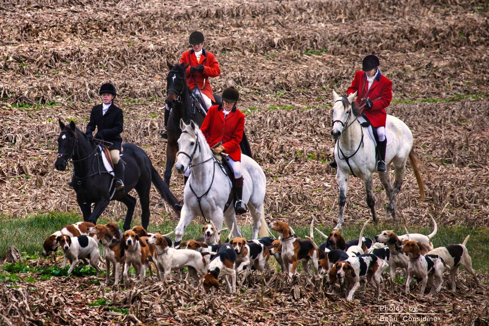 6. English Foxhound: The Overlooked Pack Dog (image credits: wikimedia)