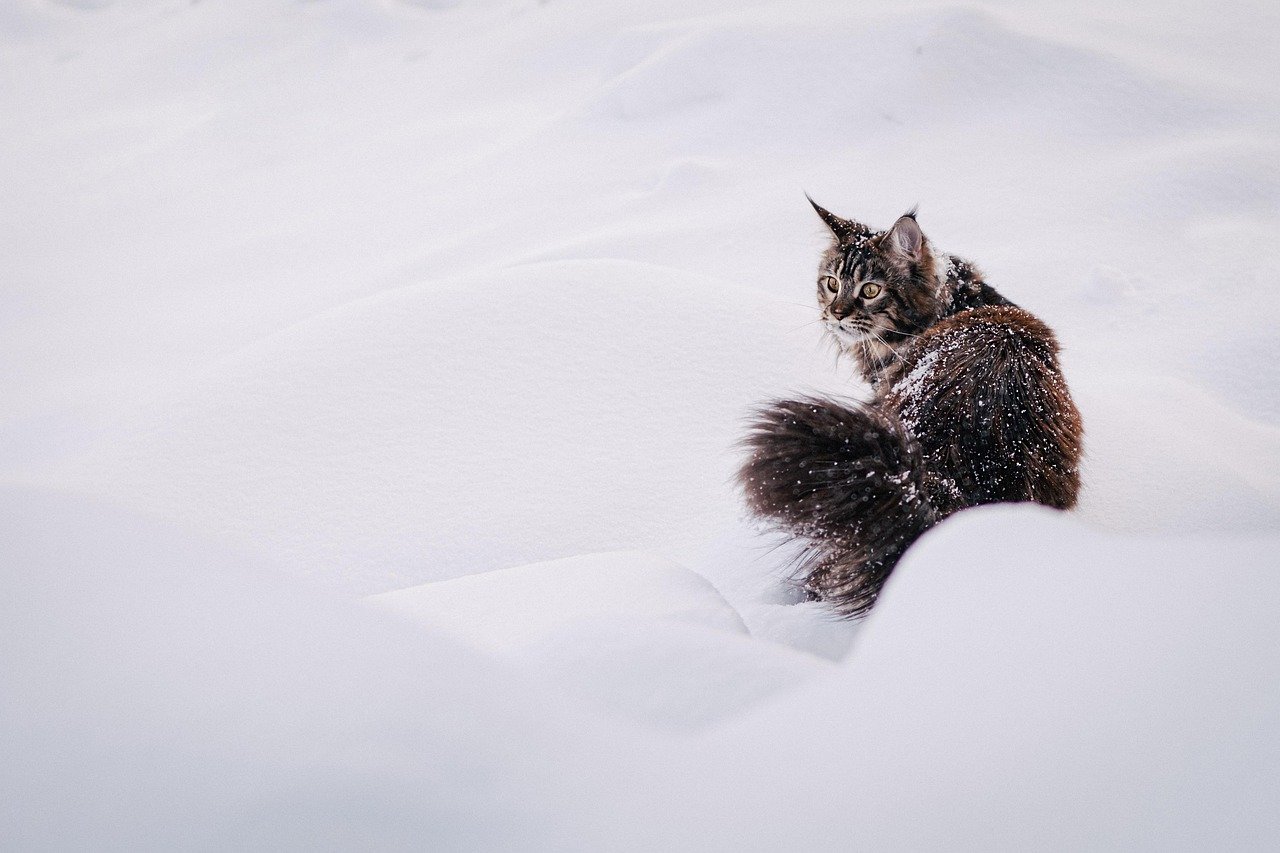 That Unmistakable Fluffy Tail (image credits: pixabay)